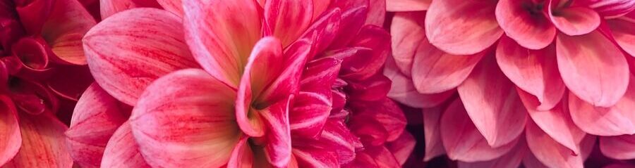 pink-petaled flowers
